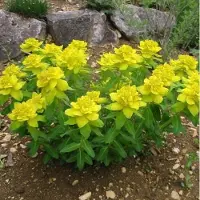 Arborix 6 x Euphorbia Polychroma - Kleurige Wolfsmelk pot 9x9cm