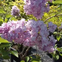 Arborix Syringa Vulgaris 'Katherine Havemeyer' - Sering 40-60 cm in pot