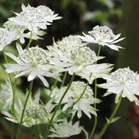Arborix 6 x Astrantia Major - Zeeuws Knoopje Pot 9x9 cm - Stervormige Witte Bloemen