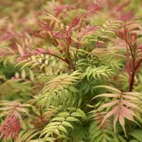 Arborix Sorbaria sorbifolia 'Sem' - Lijsterbesspirea 30-40 cm in pot