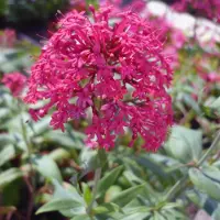 Arborix 6 x Centranthus Ruber'Coccineus' - Rode Valeriaan pot 9x9cm