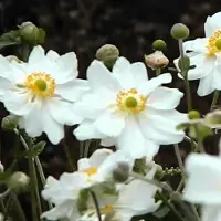 Arborix 6 x Anemone Hybride 'Whirlwind' - Japanse Anemoon pot 9x9 cm