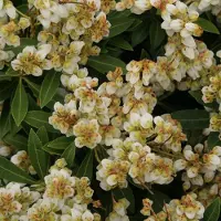 Arborix Pieris Japonica 'Sarabande' - Rotsheide 20-30 cm pot