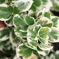 Arborix Euonymus Fortunei 'Emerald Gaiety' - Kardinaalsmuts 15-20 cm pot