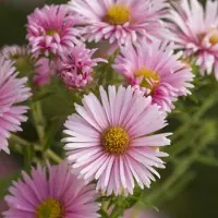 Arborix 6 x Aster Nova Angliae 'Harrington's Pink' - Herfstaster pot 9x9 cm, rijkbloeiend en vlinder aantrekkend