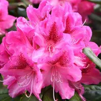 Arborix Rhododendron 'Cosmopolitan' - 60-80 cm in pot: Grote bloemen in roze met een donkere vlek.