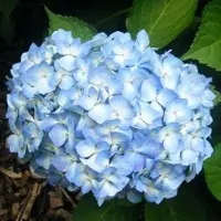 Arborix Hydrangea Macrophylla 'Gertrud Glahn' - Hortensia - 25-30 cm in pot: Struik met roze bloemschermen, rijkbloeiend.