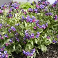 Arborix 6 x Pulmonaria 'Smokey Blue' - Longkruid pot 9x9cm
