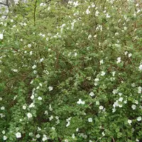Arborix Rubus 'Benenden' - Sierbraam;Braam 30-40 cm pot