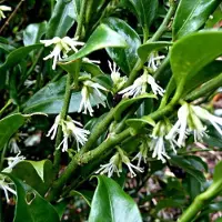 Arborix SARCOCOCCA HOOKERIANA HUMILIS - Vleesbes 20-25 cm in pot