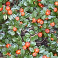Arborix 6 x Cotoneaster Radicans 'Eichholz'- Dwergmispel 15-20 cm in pot