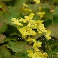 Arborix 6 x Epimedium Perralderianum - Elfenbloem pot 9x9cm