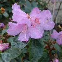 Arborix Rhododendron 'Praecox' 30-40 cm in pot