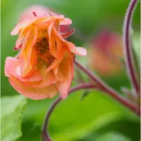 Arborix 6x Geum hybrida 'Smokey Peach' Pot 9x9cm - Prachtige plant voor in de tuin