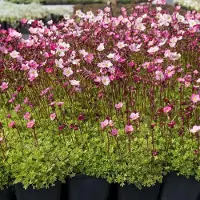 Arborix 6 x Saxifraga 'Bluetenteppich' - Steenbreek pot 9x9cm