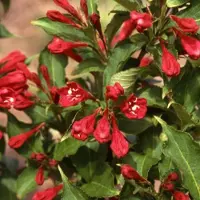 Arborix Weigela 'Red Prince' - Weigelia, 50-60 cm in pot: Struik met opvallende rode bloemen.