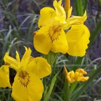 Arborix 6 x Iris Pseudacorus - Gele Iris Pot 9x9 cm - Waterminnende Iris