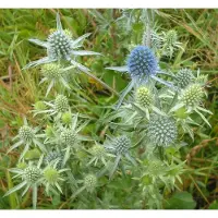 Arborix 6 x Eryngium Planum - Kruisdistel Pot 9x9 cm - Staalblauwe Zonminnaar