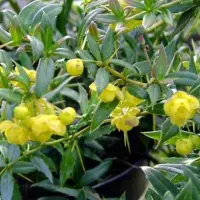 Arborix Berberis Frikartii 'Telstar' - Zuurbes - 25-30 cm pot: Donkerbladige, winterharde zuurbes