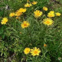 Arborix 6 x Inula Ensifolia - Alant pot 9x9 cm- Zonnige Geelbloeiende Plant