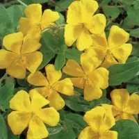 Arborix 6 x Helianthemum 'Golden Queen' - Zonneroosje Pot 9x9 cm - Gouden Bloemen