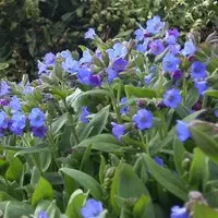 Arborix 6 x Pulmonaria Angustifolia 'Azurea' - Longkruid - Blauwe bloemen, smal blad