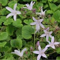 Arborix 6 x Campanula Poscharskyana 'Lisduggan Var.' - Klokje - Pot 9x9cm - Bodembedekker, blauwe bloemen