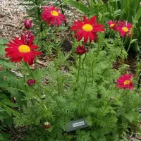 Arborix 6 x Tanacetum 'E.M. Robinson' - Margriet Pot 9x9 cm - Goudgele Bloemen