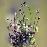 Arborix 6x Allium scorodoprasum Pot 9x9cm – Mooie sierui met decoratieve bloemen