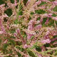 Arborix Tamarix Tetrandra - Tamariks 60-80 cm in pot