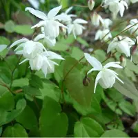 Arborix 6 x Epimedium Youngianum 'Niveum' - Elfenbloem pot 9x9cm