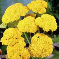 Arborix 6 x Achillea Filipendulina 'Cloth Of Gold' - Duizendblad - Pot 9x9 cm - Gele bloemen, droogtetolerant