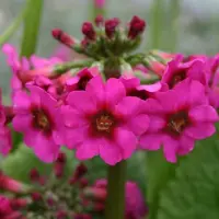 Arborix 6 x Primula Pulverulenta - Sleutelbloem pot 9x9 cm- Kleurrijke Voorjaarsbloeier