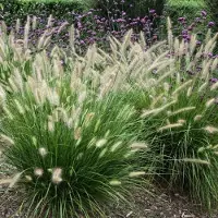 Arborix 6x Pennisetum alopecuroides 'Little Honey' Pot 9x9cm - Siergras voor tuin en border