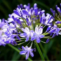 Arborix 6x Agapanthus hybrida 'Charlotte' Pot 9x9cm - Prachtige bloeiende planten voor in de tuin