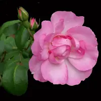Arborix Rosa 'Centenaire de Lourdes' - Prachtige rozen voor in uw tuin