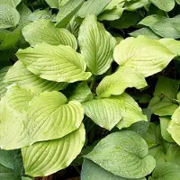 Arborix 6 x Hosta 'Honeybells' - Hartlelie Pot 9x9 cm - Geurende Lila Bloemen