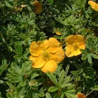 Arborix Potentilla Fruticosa 'Tangerine' - Struikganzerik:Heesterganzerik 20-25 cm pot