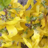 Arborix Forsythia Intermedia 'Minigold - Chinees klokje 50-60 cm in pot