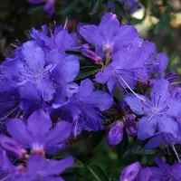 Arborix Rhododendron 'Gristede' - Rhododendron 20-30 cm in pot