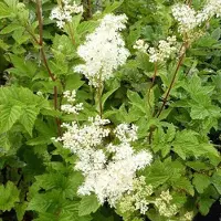 Arborix 6 x Filipendula Ulmaria - Knolspirea pot 9x9 cm- Weelderige Moerasplant