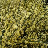 Arborix Cytisus Praecox - Brem 40-60 cm in pot