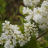 Arborix Ligustrum Lucidum - Liguster 30-40 cm in pot