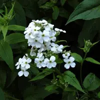 Arborix 6 x Hesperis Matronalis 'Alba ' - Damastbloem pot 9x9cm