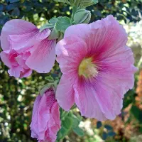 Arborix 6 x Alcea Rosea 'Rosea'-Stokroos pot 9x9 cm