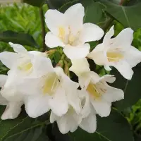 Arborix Weigela 'Candida' - Weigela 50-60 cm pot