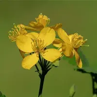 Arborix 6x Chelidonium majus Pot 9x9cm - Prachtige planten voor in jouw tuin