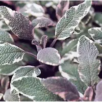 Arborix 6 x Salvia Officinalis 'Tricolor' - Echte Salie pot 9x9cm - Driekleurige bladeren, attractief voor bijen