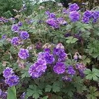 Arborix 6 x Geranium Himalayense 'Plenum' - Ooievaarsbek pot 9x9cm