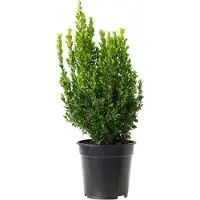 Arborix Buxus Sempervirens - Palmboompje;Buxus 15-20 cm pot